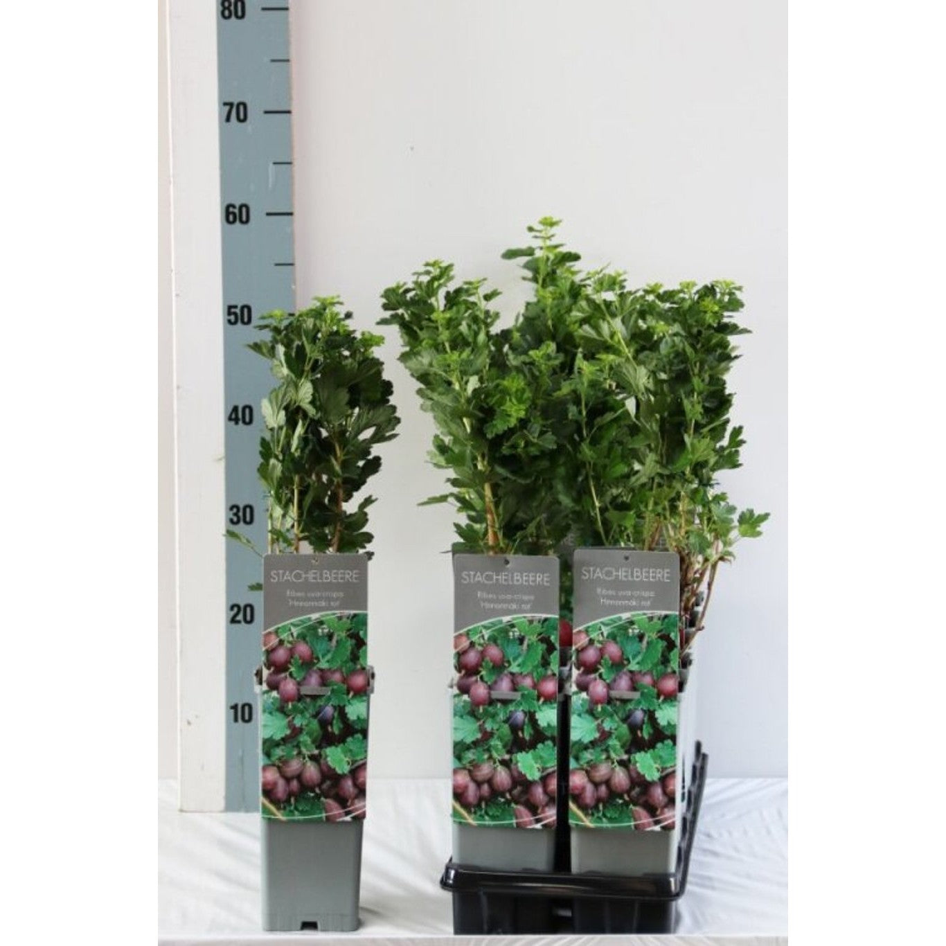 Krusbär – Ribes uva-crispa 'Hinnonmäki Röd' - C2 30-40 CM